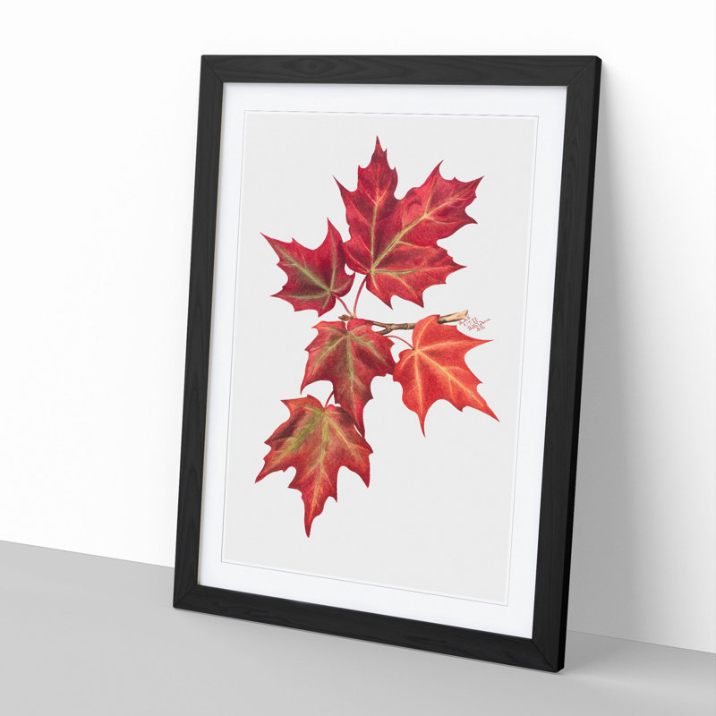 Autumn Leaves Vol.2 by Mary Vaux Walcott - Picture Frame Graphic Art, 48cm H x 36cm W x 2cm D, Black Framed