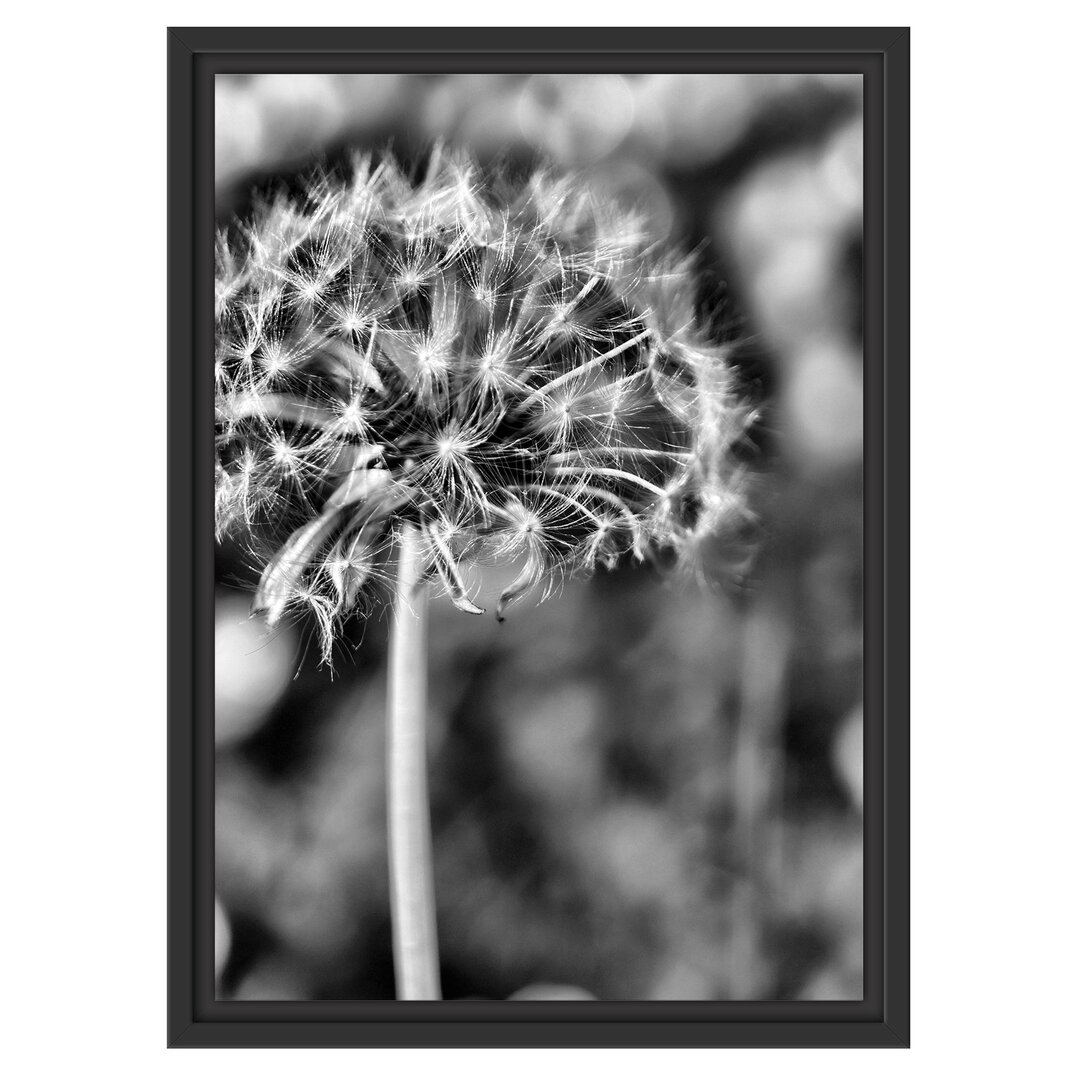 Gerahmtes Wandbild Pusteblume auf Wiese