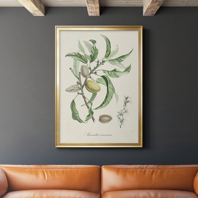 Antique Ammond Botanical IV, reproduction encadrée sur papier, H 36,5 po x l 26,5 po x P 1 po, Or