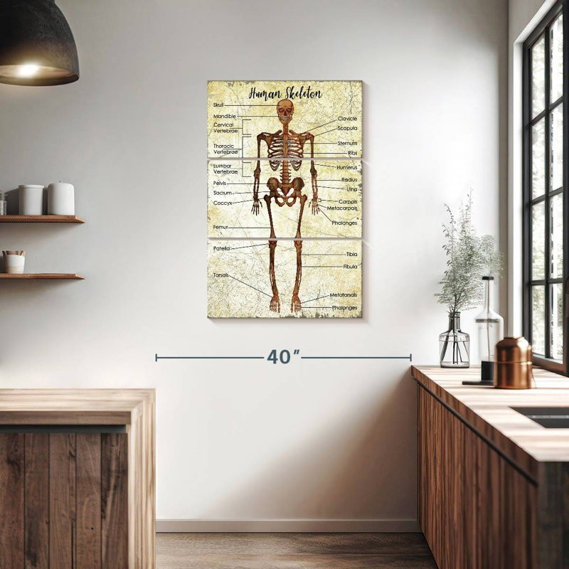 Keiri Human Skeleton Chart, 38" H x 24" W