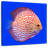 Brampt Exotic Discus Fish-109232162