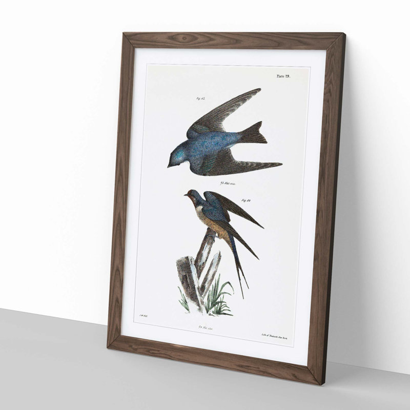 Barn Swallow & White-Bellied Swallow by J.E. De Kay - Picture Frame Painting, Walnut, 60cm H x 40cm W x 2cm D
