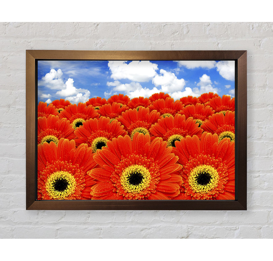 Orange Gerbera Heaven - Einzelner Bilderrahmen Kunstdrucke