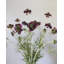 Violet Scabiosa Wildflower 29"
