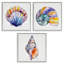 Sunlit Seashells Watercolors, ensemble de 3 giclées encadrées, design par Shelly Craig-851558430-851558403