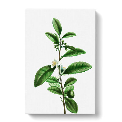 Tea Flowers by Pierre-Joseph Redoute - Wrapped Canvas