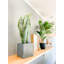 20 "plante faux agave serpent