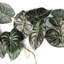120cm Faux Plant-101685090