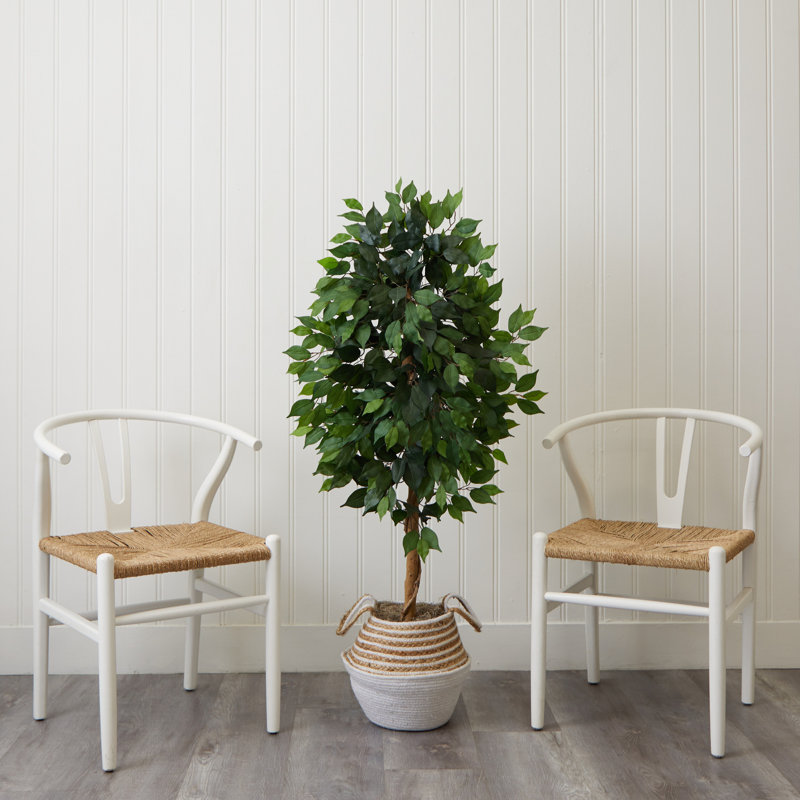 Arbre ficus 54 po dans un panier en coton