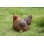 Squatting Hen Statue