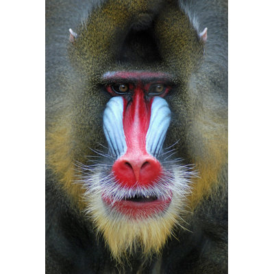 " Mandrill " by Poechri