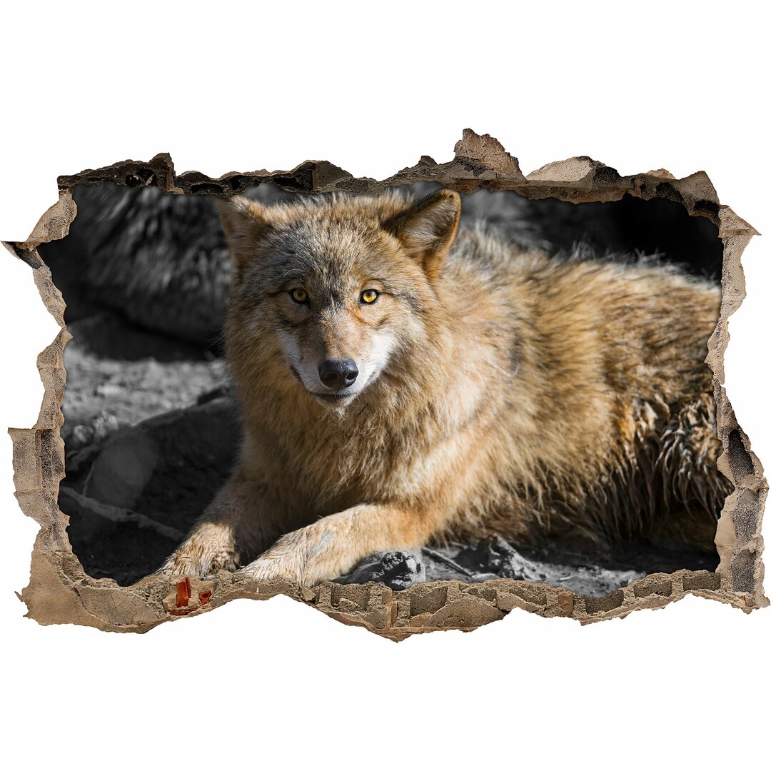 Hübscher, entspannender Wolf mit braunem Fell Wandsticker