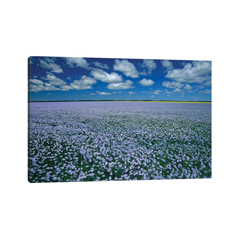 Canada, Manitoba, Treherne. Flax Field Blowing In Wind by Jaynes Gallery - Wrapped Canvas Print