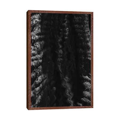 California Redwood Tree by Bethany Young - Print on Canvas
