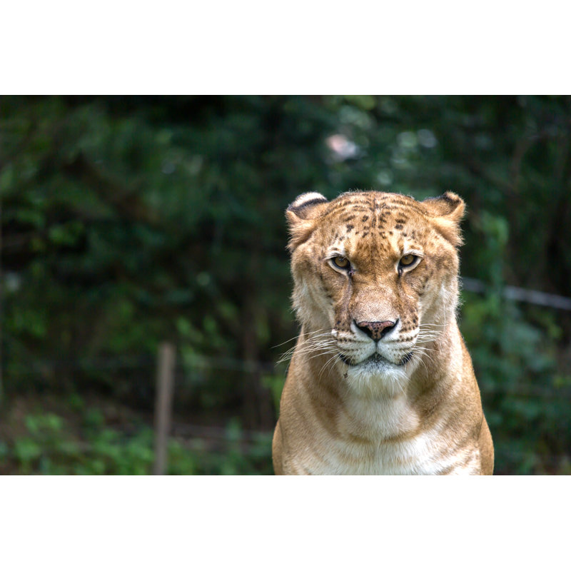 Tiger 1 Piece Wrapped Canvas Wall Art, 30cm H x 46cm W