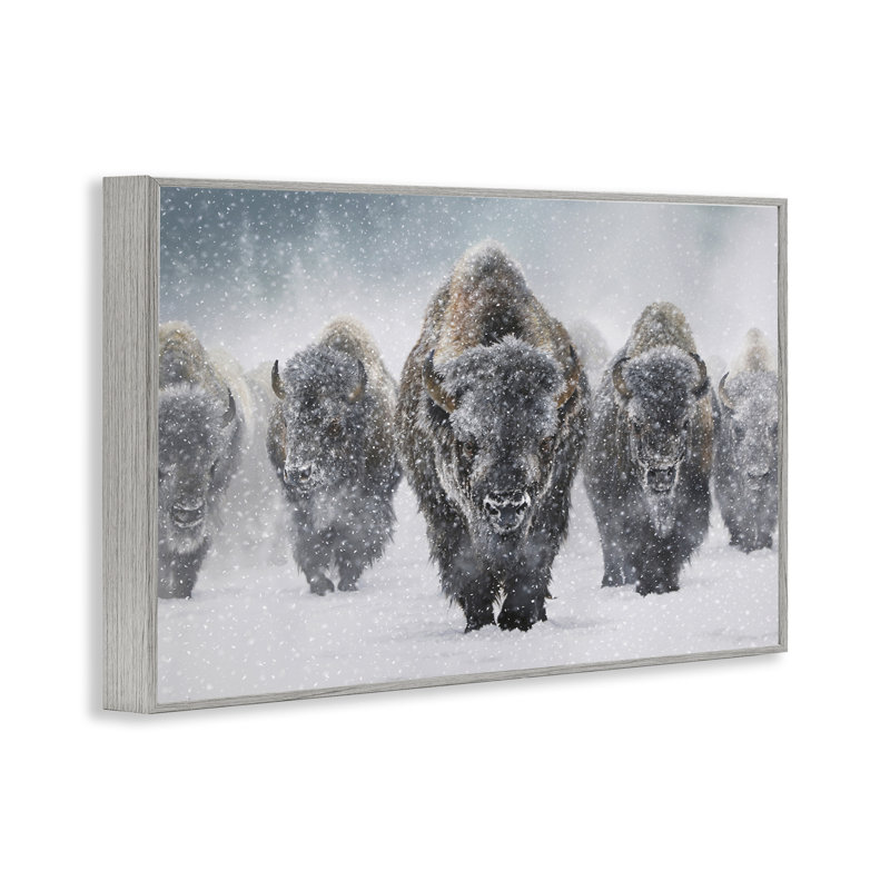 Bison indomptable gris neige, estampe numérique par Mark Kelso, Estampe numérique Farmhouse, H 16 po x l 24 po