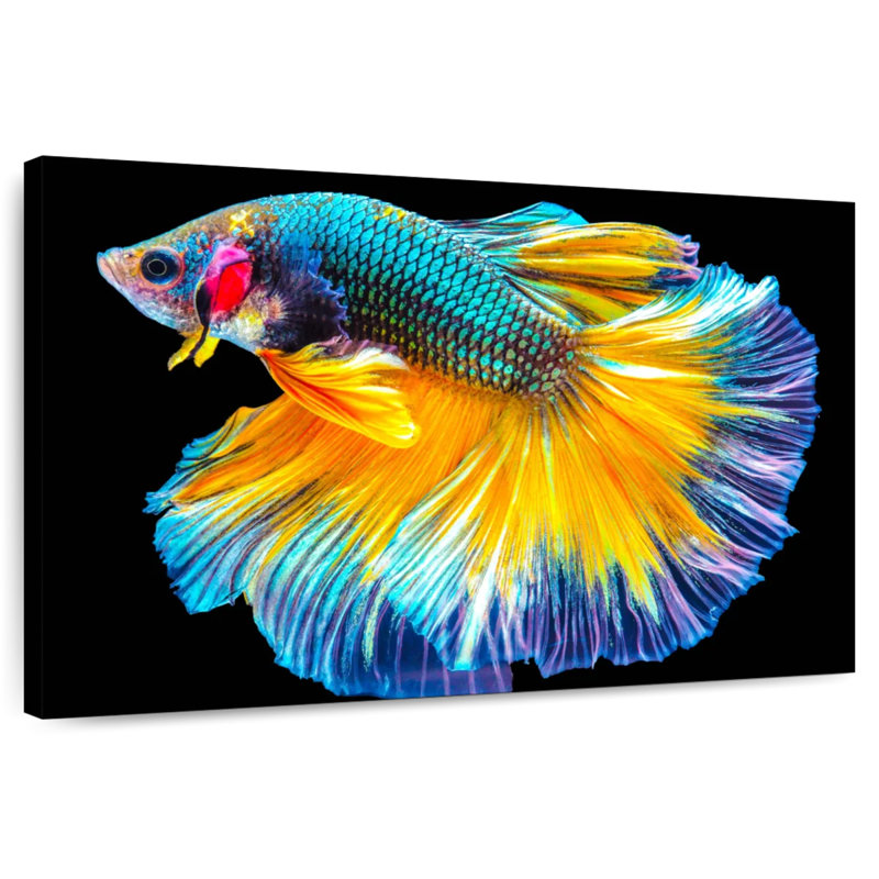 Poisson Betta Brampt multicolore, H 32 po x l 48 po