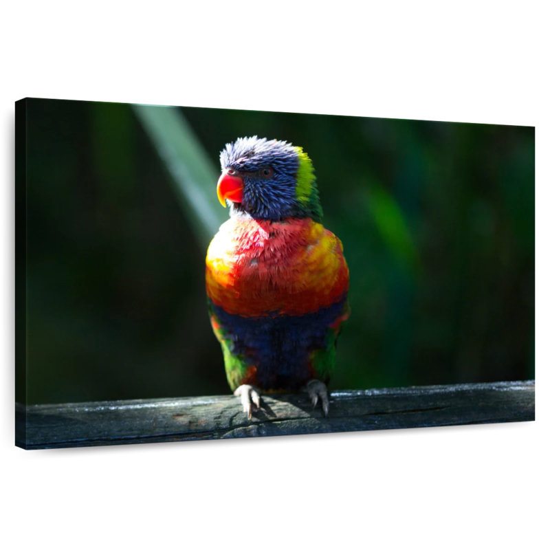 Brampt Sunlit Rainbow Lorikeet, 24" H x 36" W