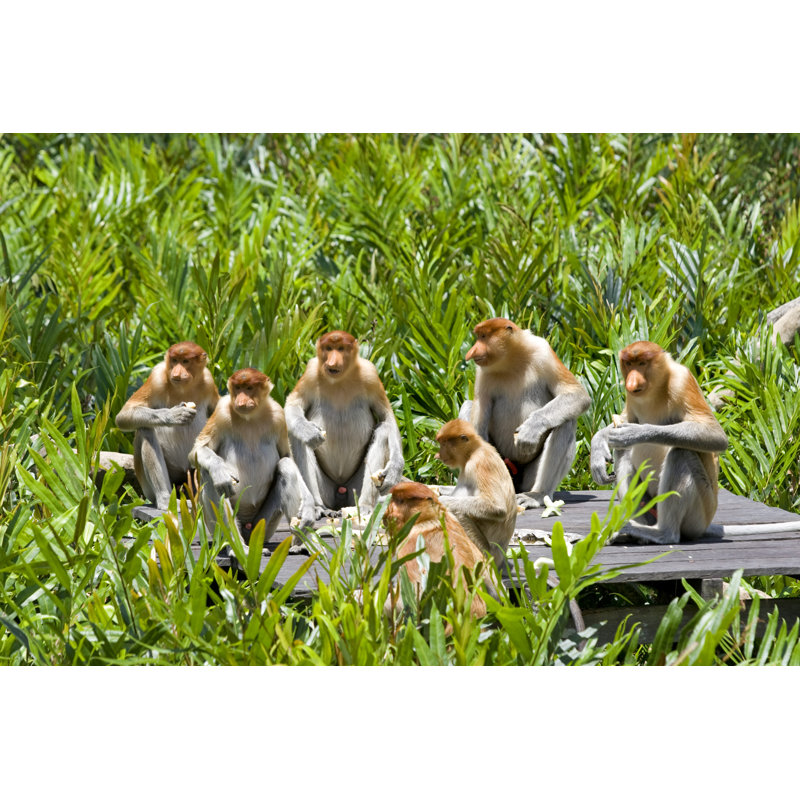 «Proboscis Monkeys» - Photographie sur toile tendue, H 32 po x l 48 po