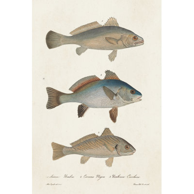 Species Of Antique Fish III