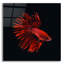 «Red Betta Fish» par PhotoINC Studio-593535270