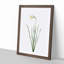 Poeticus Daffodil by Pierre-Joseph Redoute - Picture Frame Painting Print-55601589-55601591
