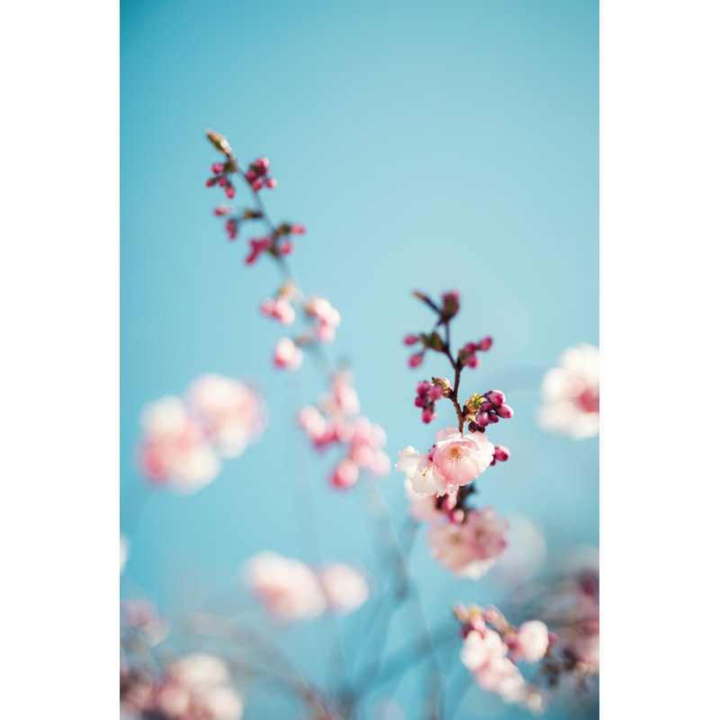 Cherry Tree in Spring by Borchee, 12" H x 8" W