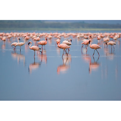 Kanarraville Flamingos - Wrapped Canvas Print