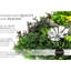 Panneaux de plantes grasses Costal Haven Mix (2 panneaux)