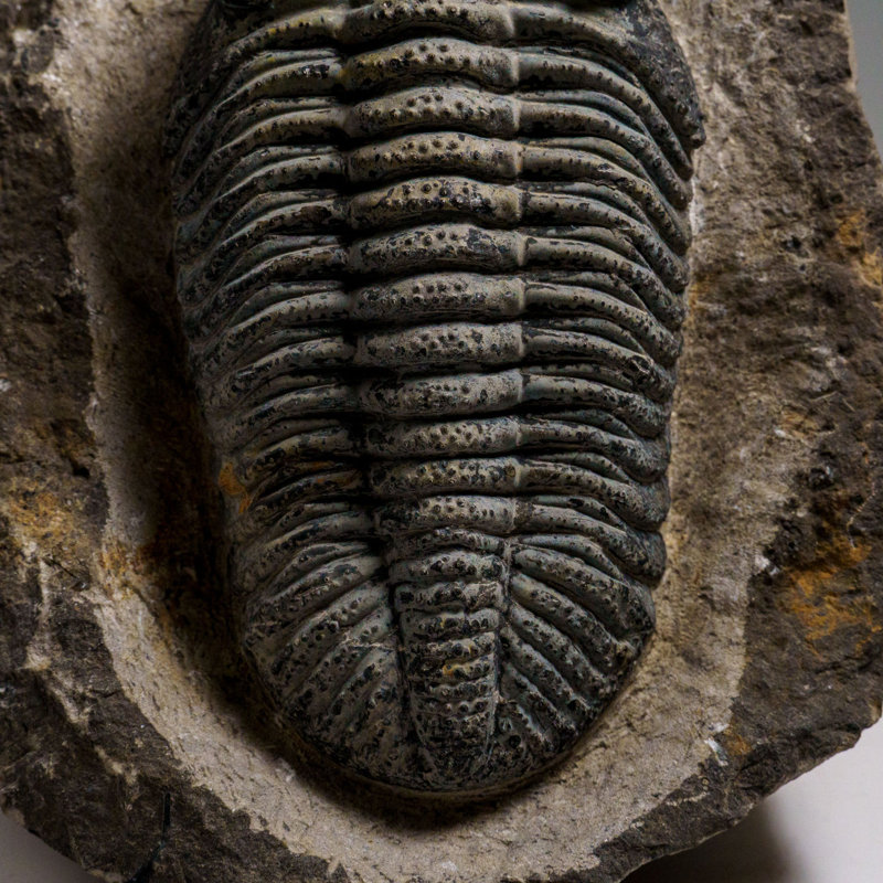 Véritable Drotops Megalomanicus Trilobite sur une matrice (3,3 lb)