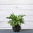 Pot Planter-1306863091