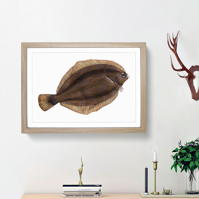 Turbot Fish by Edward Donovan - Framed Print, 48cm H x 65cm W x 2cm D, Oak Framed