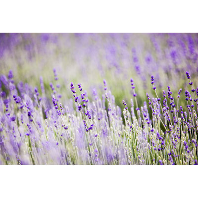 Lavender Field by Mashuk