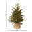 Nordic Pre-Lit Spruce Tree-10417429