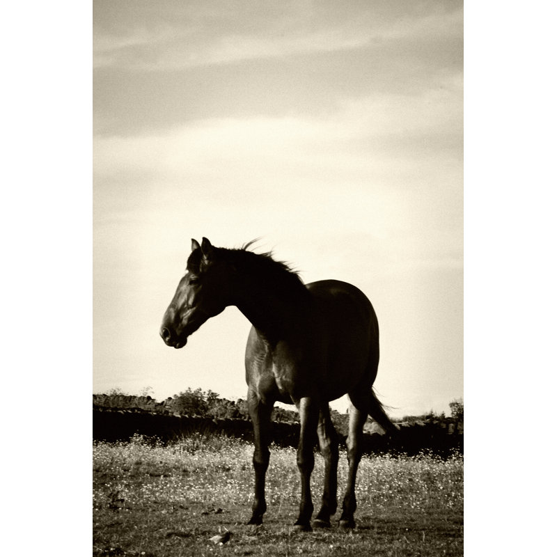 Portrait Of Horse Standing In Field - Wrapped Canvas Print, 76cm H x 51cm W x 3.8cm D