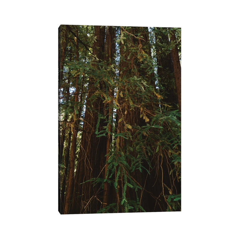 Redwood Forest V by Bethany Young - Print on Canvas, Wrapped Canvas, 66.04cm H x 45.72cm W x 3.81cm D
