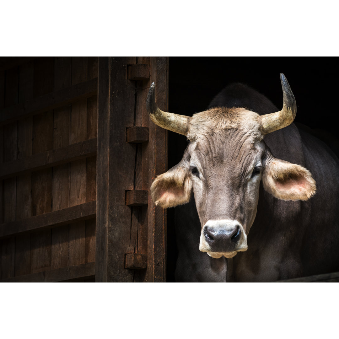 Kuhportrait von ZochaK - Leinwandbild