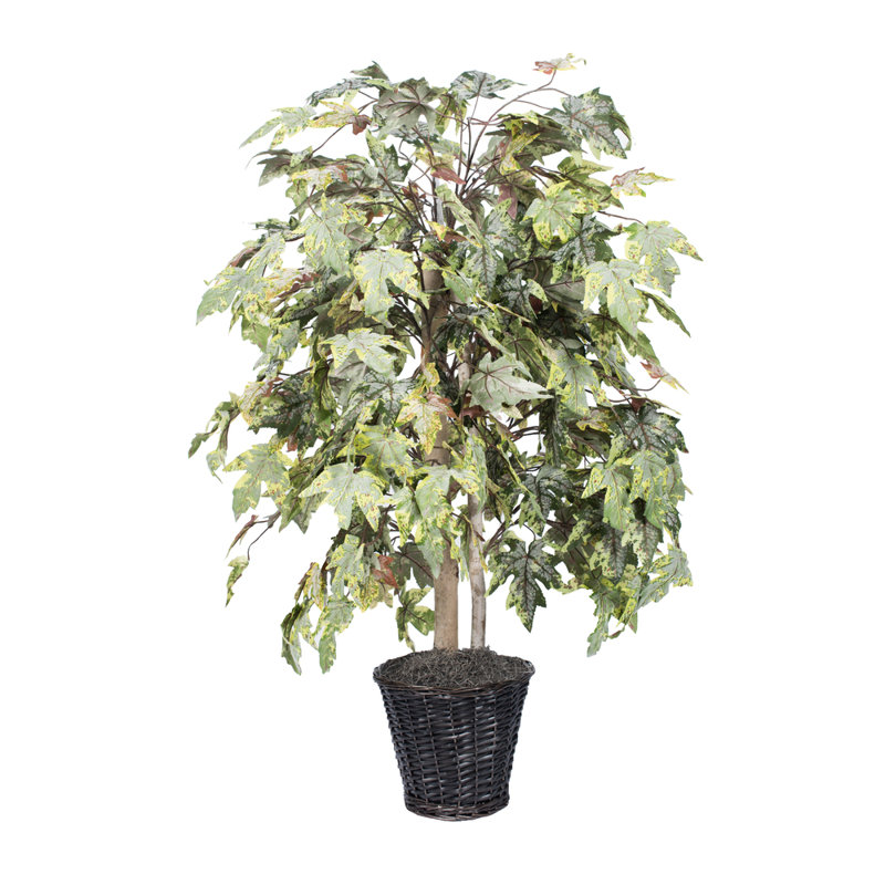 Arbre d’érable en pot 48 po