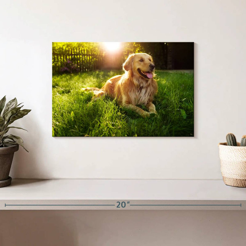 Golden retriever Brampt ensoleillé, H 8 po x l 12 po