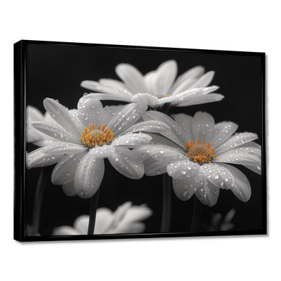 Monochrome Black And White Bliss Daisy Photo III - Daisies Wall Art Print
