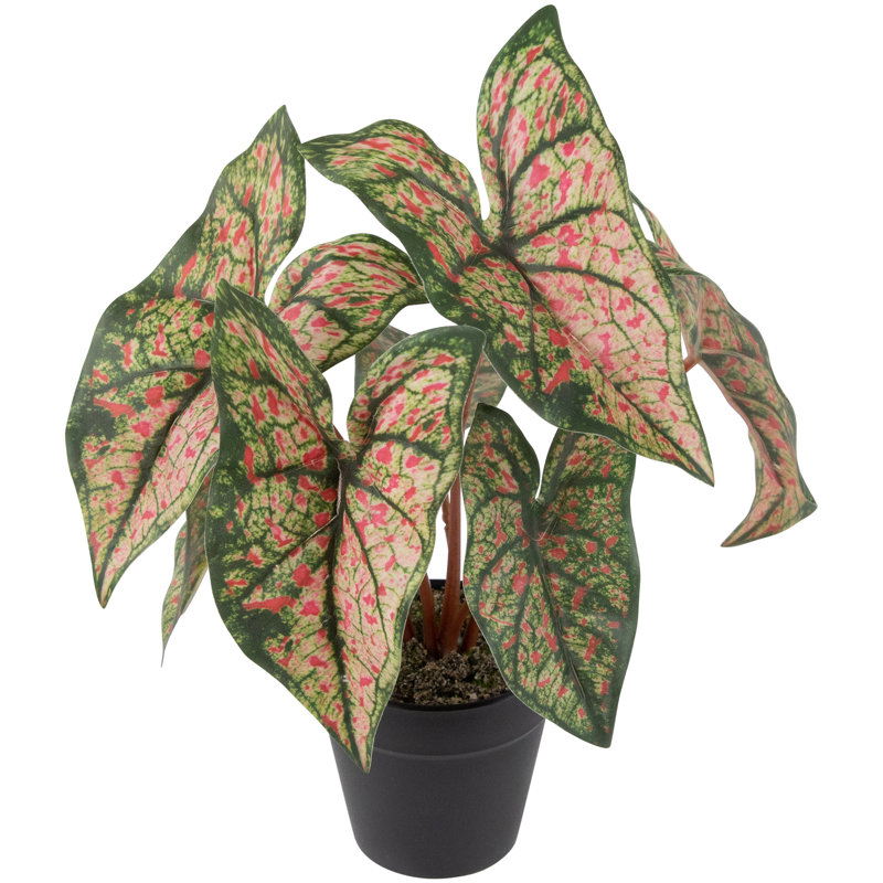 8 plantes