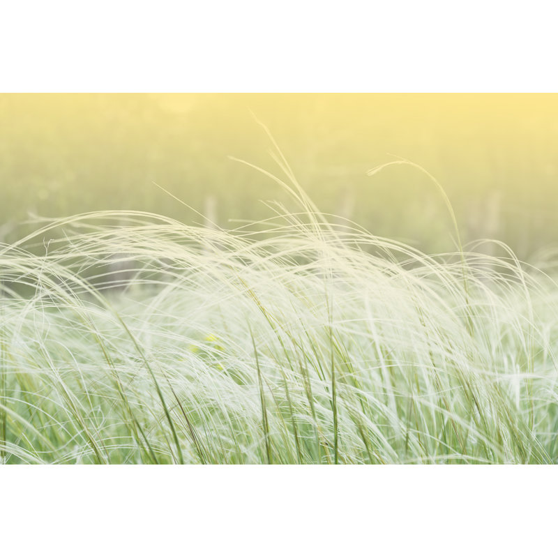 White Feather Grass Close-up, Stalks Spike In A Green Field. Summer Warm Day, Green Grass - Wrapped Canvas Print