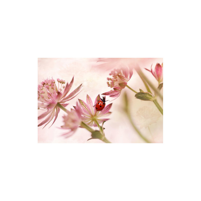 Wrapped Canvas Print, 60.96 cm H x 91.44 cm W