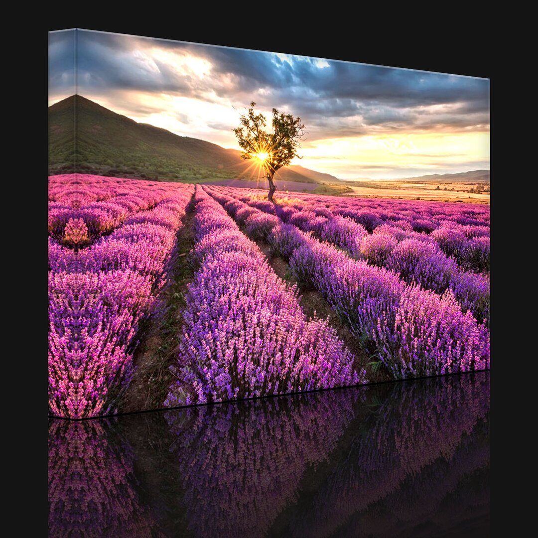 Leinwandbild Fantastische Lavendel-Provence mit einem einsamem Baum