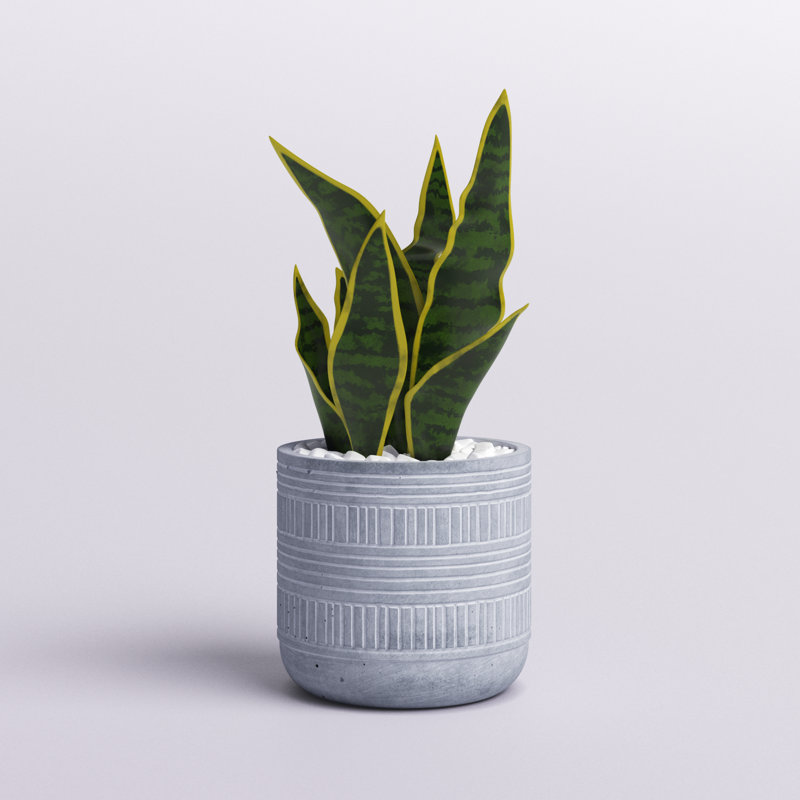 Gallien plante de serpent 6,12 po en pot