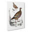 Quail And Partridge Illustrations by John Edward Gray - Wrapped Canvas-55322310
