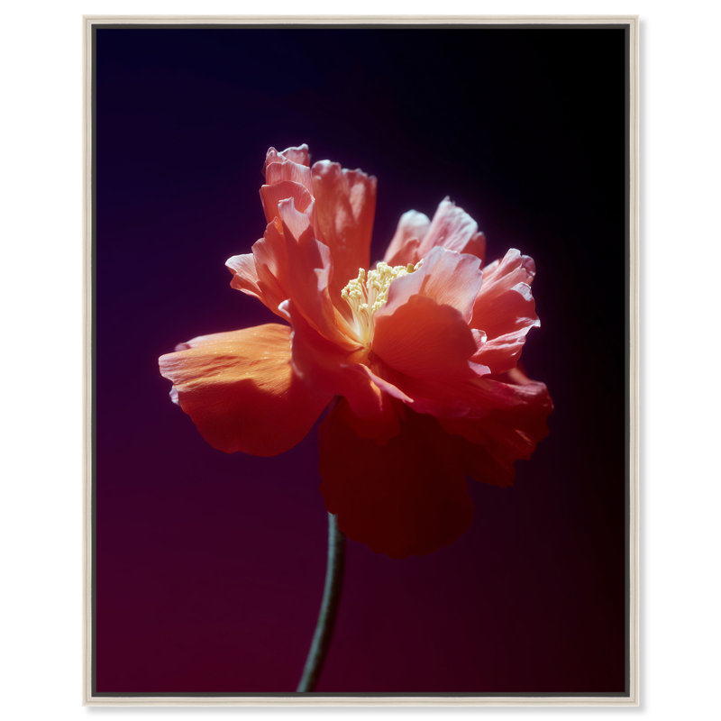 Taffeta Twilight II Floral & Botanical Canvas Print by Oliver Gal, Black Frame, 16 x 20, 31"H x 37"W, Silver Floater Frame