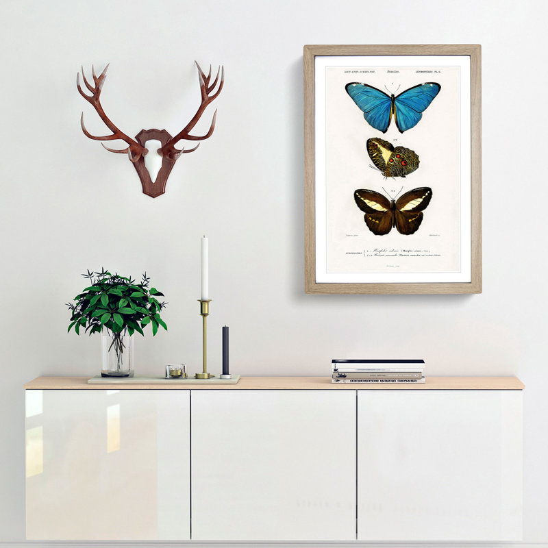 Butterfly Illustrations PL. 6 by Charles d' Orbigny - Framed Print, 48cm H x 36cm W x 2cm D, Oak Framed