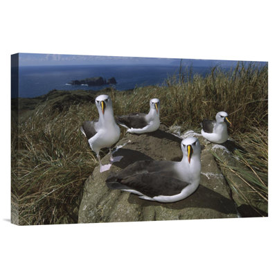 " Yellow-Nosed Albatross Group, Tristan Da Cunha, South Atlantic "