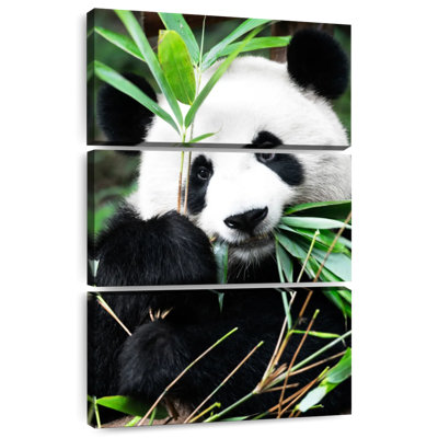 Brampt Giant Panda I